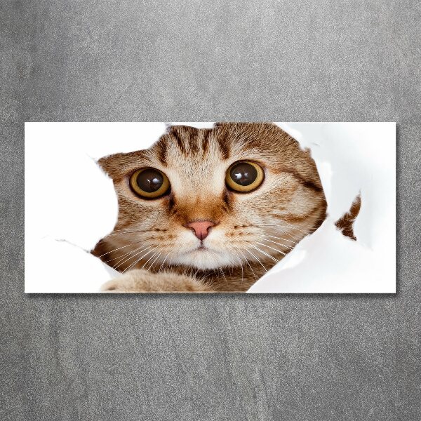 Acrylbild Fotodruck Katze