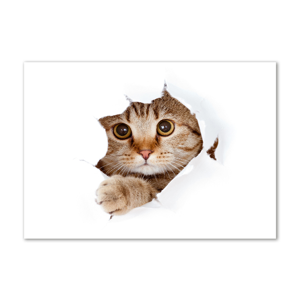 Acrylbild Fotodruck Katze