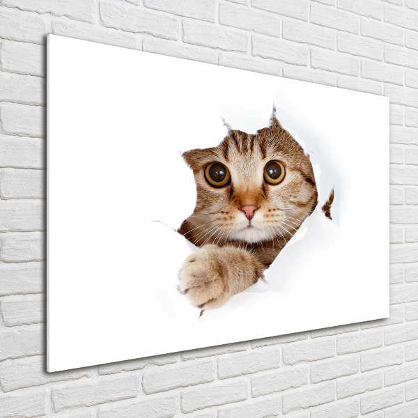 Acrylbild Fotodruck Katze