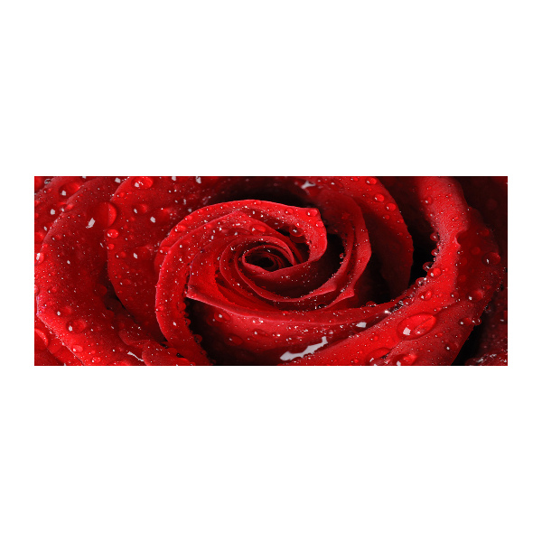 Acrylglas-Druck Tropfen auf einer Rose