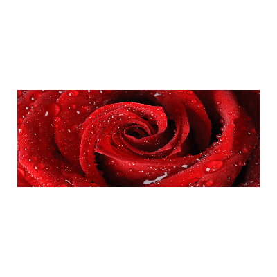 Acrylglas-Druck Tropfen auf einer Rose