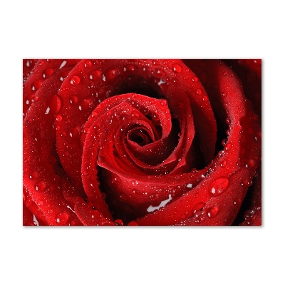 Acrylglas-Druck Tropfen auf einer Rose