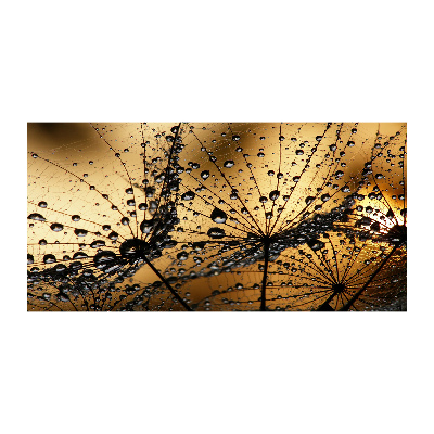 Foto auf Acryl Löwenzahnsamen