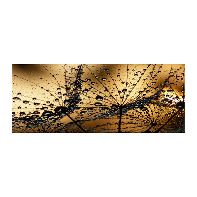 Foto auf Acryl Löwenzahnsamen