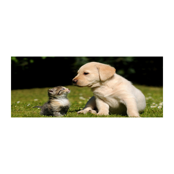 Foto auf Acryl Hund und Katze auf der Wiese