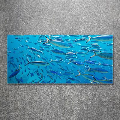Bild auf Acrylglas Korallenfische