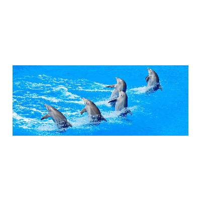 Acrylbild Fotodruck Delfine