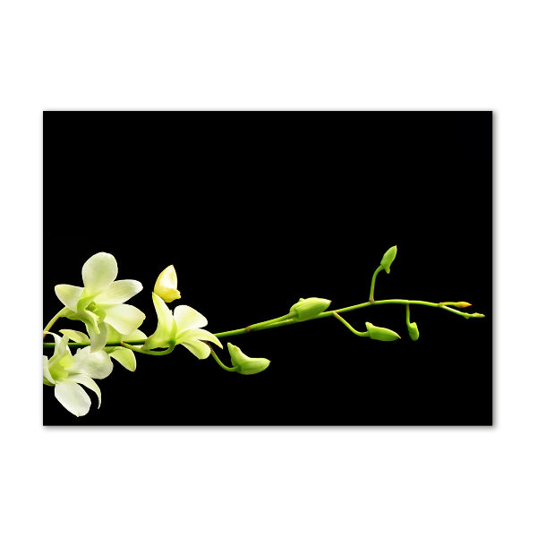 Acrylglas-Druck Orchidee