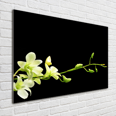 Acrylglas-Druck Orchidee