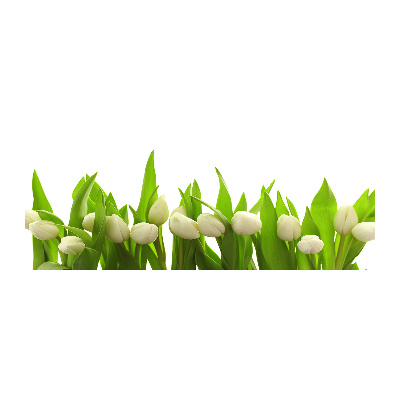 Foto auf Acryl Weiße Tulpen