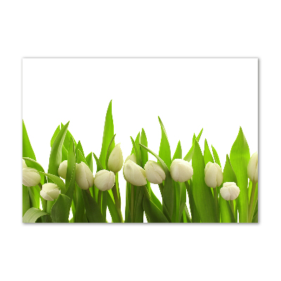 Foto auf Acryl Weiße Tulpen