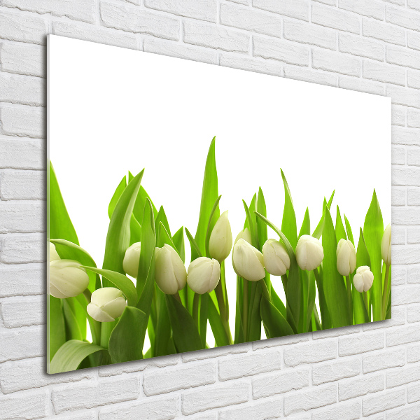 Foto auf Acryl Weiße Tulpen