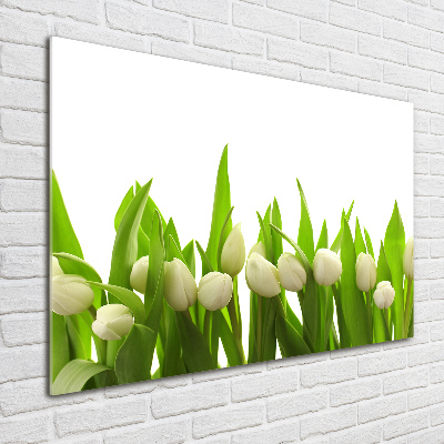 Foto auf Acryl Weiße Tulpen