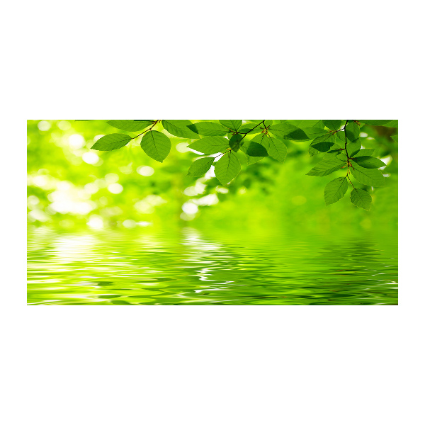 Acrylbild Fotodruck Grüne Blätter