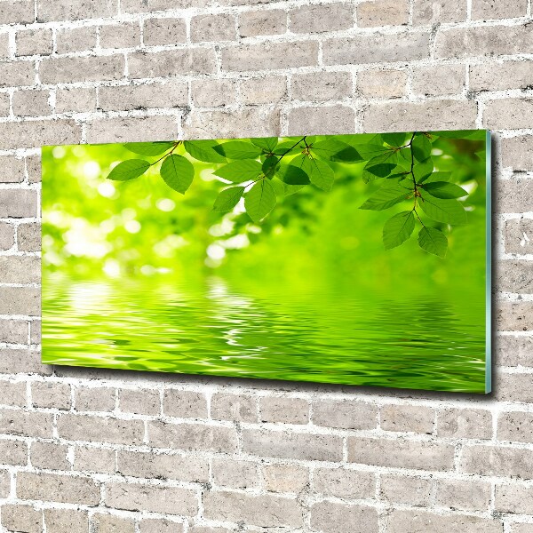 Acrylbild Fotodruck Grüne Blätter