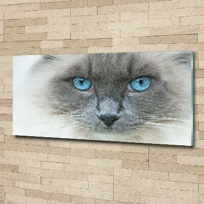 Acrylglas-Druck blauäugige Katze