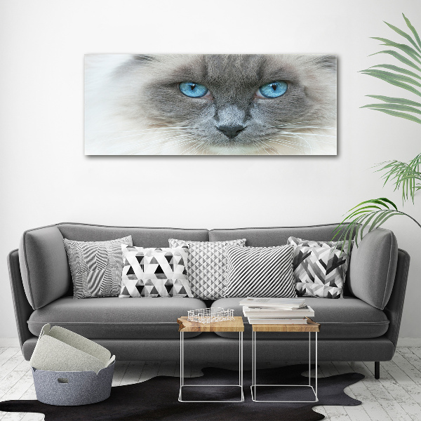 Acrylglas-Druck blauäugige Katze