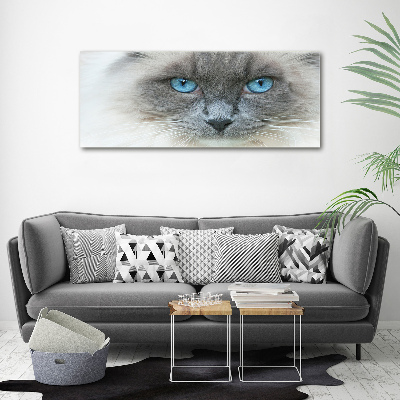 Acrylglas-Druck blauäugige Katze