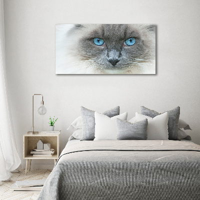 Acrylglas-Druck blauäugige Katze