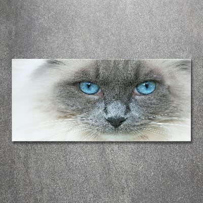 Acrylglas-Druck blauäugige Katze