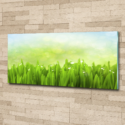 Foto auf Acryl Gras