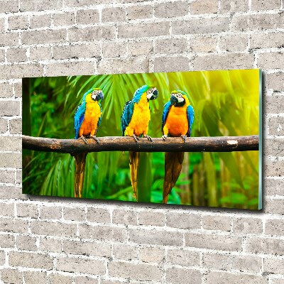 Foto auf Acryl Papageien auf einem Ast