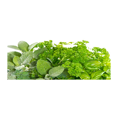 Foto auf Acryl Kräuter