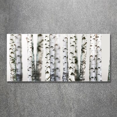 Bild auf Acrylglas Birkenstämme