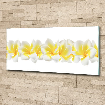 Acrylglas-Druck Plumeria