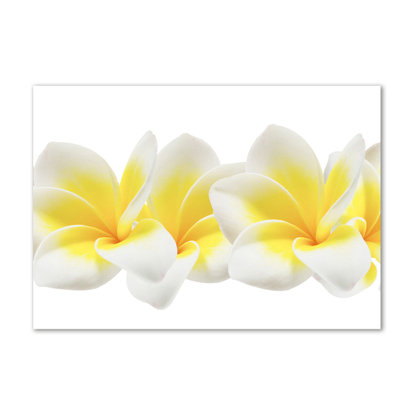 Acrylglas-Druck Plumeria