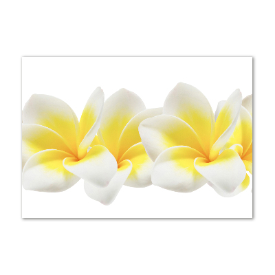 Acrylglas-Druck Plumeria