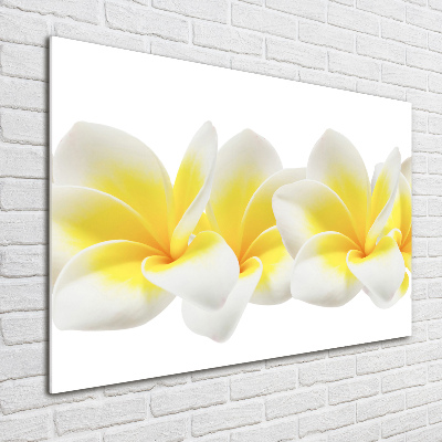 Acrylglas-Druck Plumeria