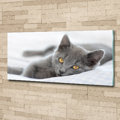 Acrylglas-Druck Graue Katze