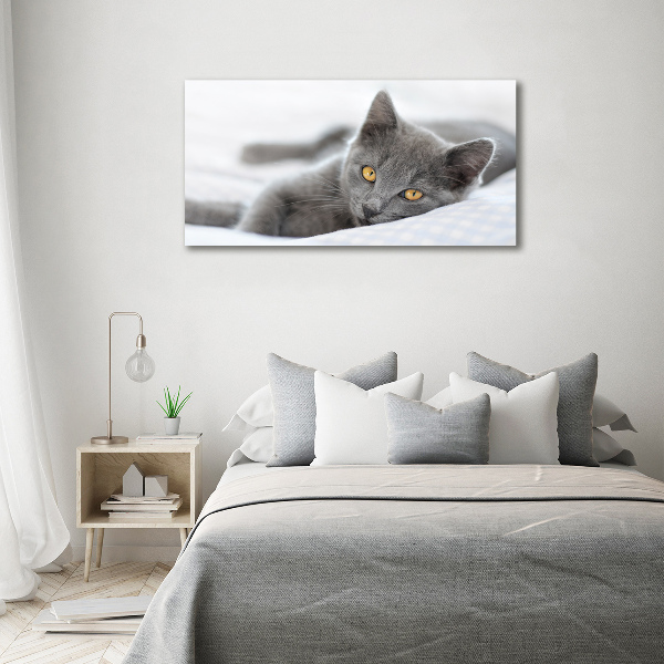 Acrylglas-Druck Graue Katze