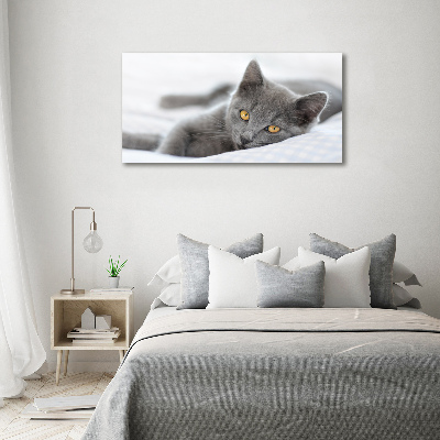 Acrylglas-Druck Graue Katze