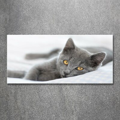 Acrylglas-Druck Graue Katze