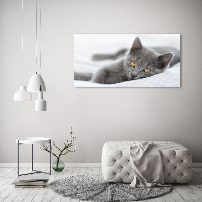 Acrylglas-Druck Graue Katze