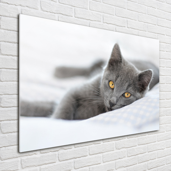 Acrylglas-Druck Graue Katze