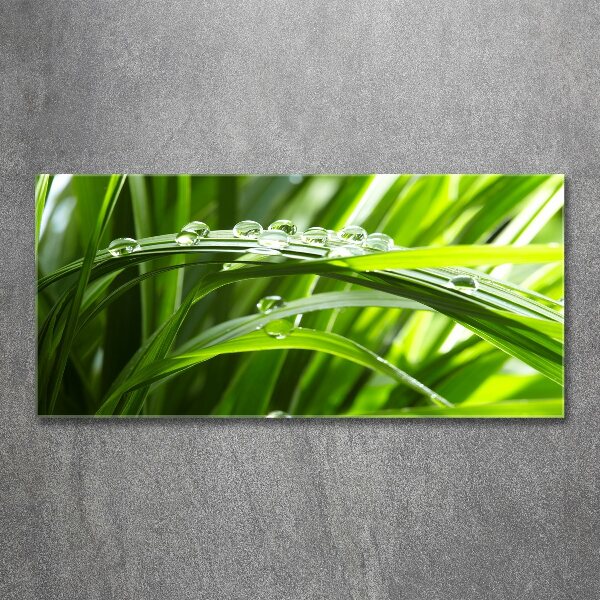 Bild auf Acrylglas Tropfen auf dem Gras