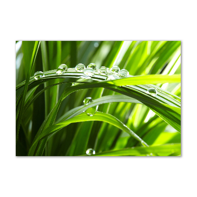 Bild auf Acrylglas Tropfen auf dem Gras