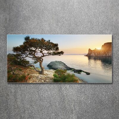 Bild auf Acrylglas Ein Baum am Meer