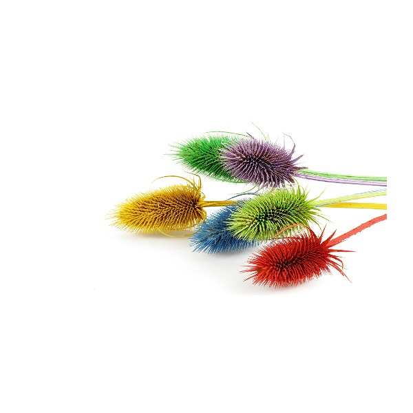 Acrylglas-Druck Distel