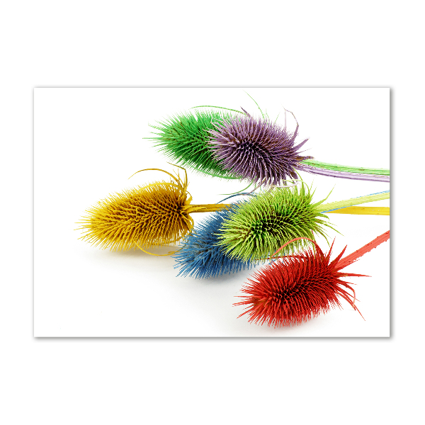 Acrylglas-Druck Distel