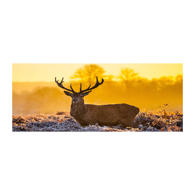 Acrylbild Fotodruck Hirsch-Sonnenaufgang