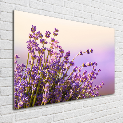 Acrylglas-Druck Lavendel