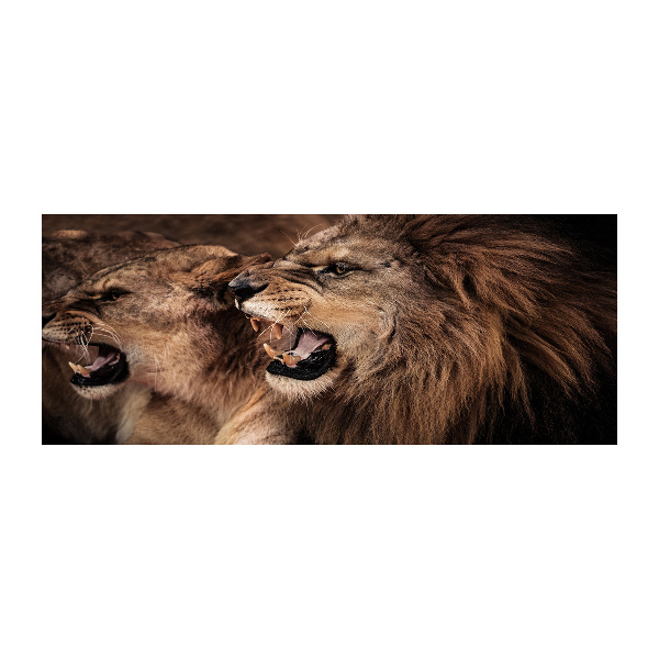 Bild auf Acrylglas Brüllende Löwen