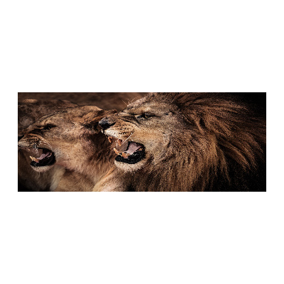 Bild auf Acrylglas Brüllende Löwen
