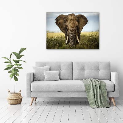 Foto auf Acryl Elefant in der Savanne