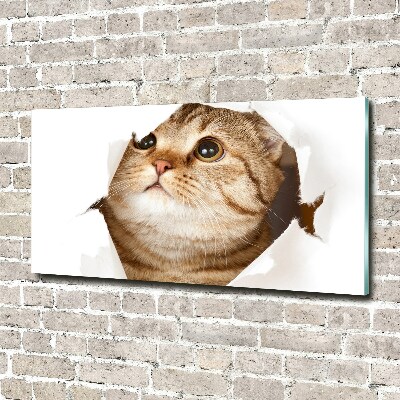 Acrylbild Fotodruck Katze