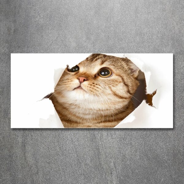 Acrylbild Fotodruck Katze